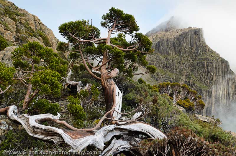 Anne King Billy Pine